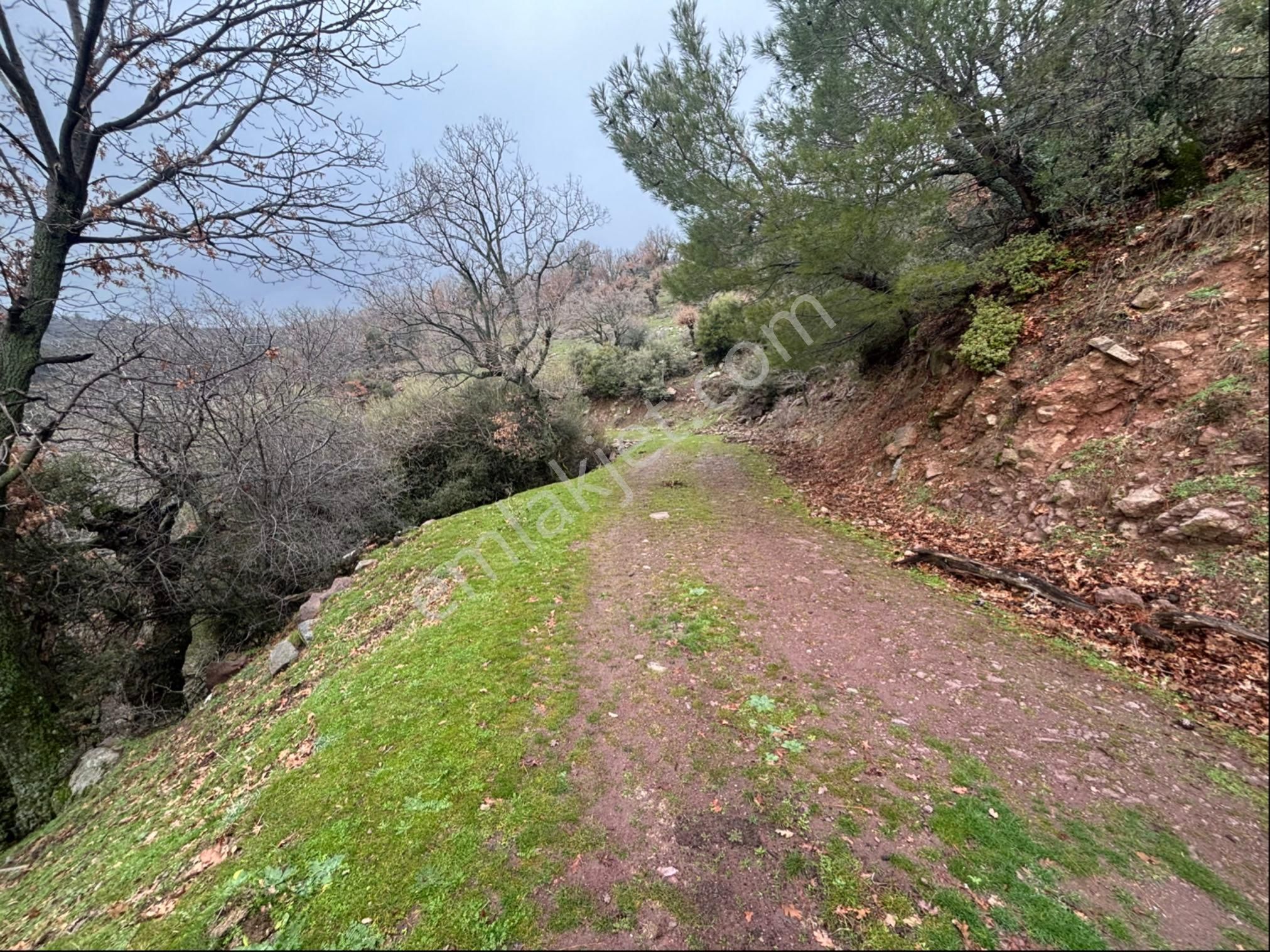 Bergama Alacalar Mahallesi Satılık Zeytinlik 7131 M2 - Görsel 12