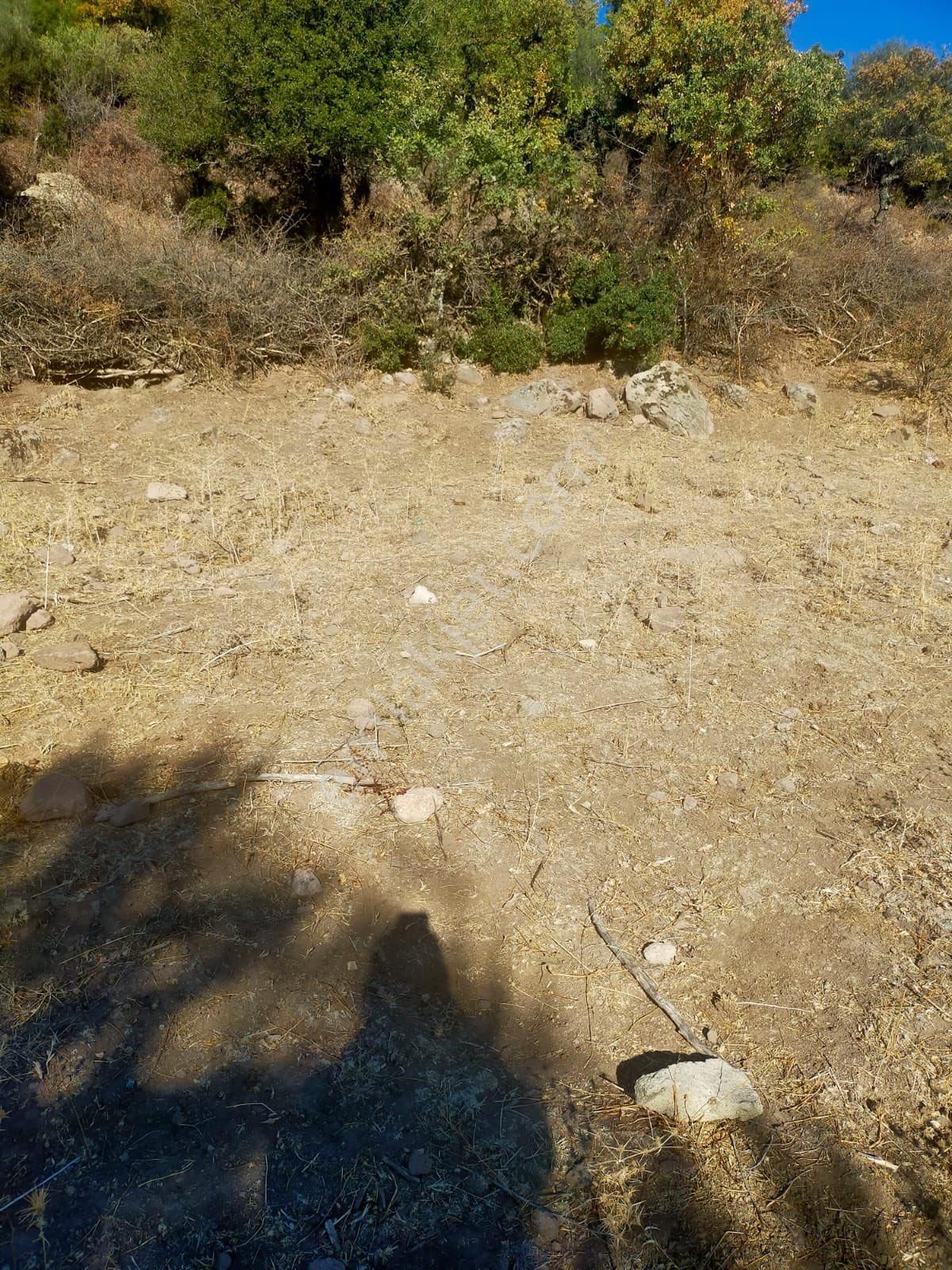 Bergama Alacalar Mahallesi Satılık Zeytinlik 7131 M2 - Görsel 11