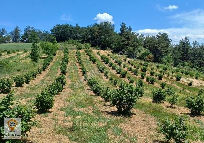 Geyve Ilıca Satılık Tarla Fırsat !!!! Geyve Ilıca Köyü 4.603 M2 Fındık Bahcesi