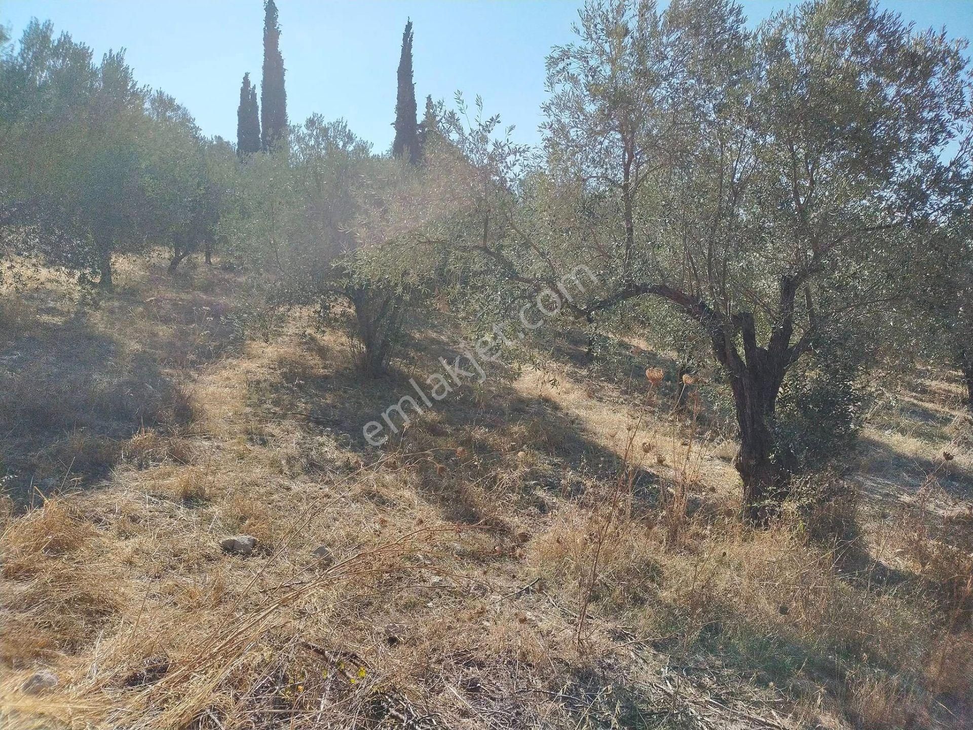 Kuşadası İkiçeşmelik Satılık Tarla Sahibinden Satılık Tarla