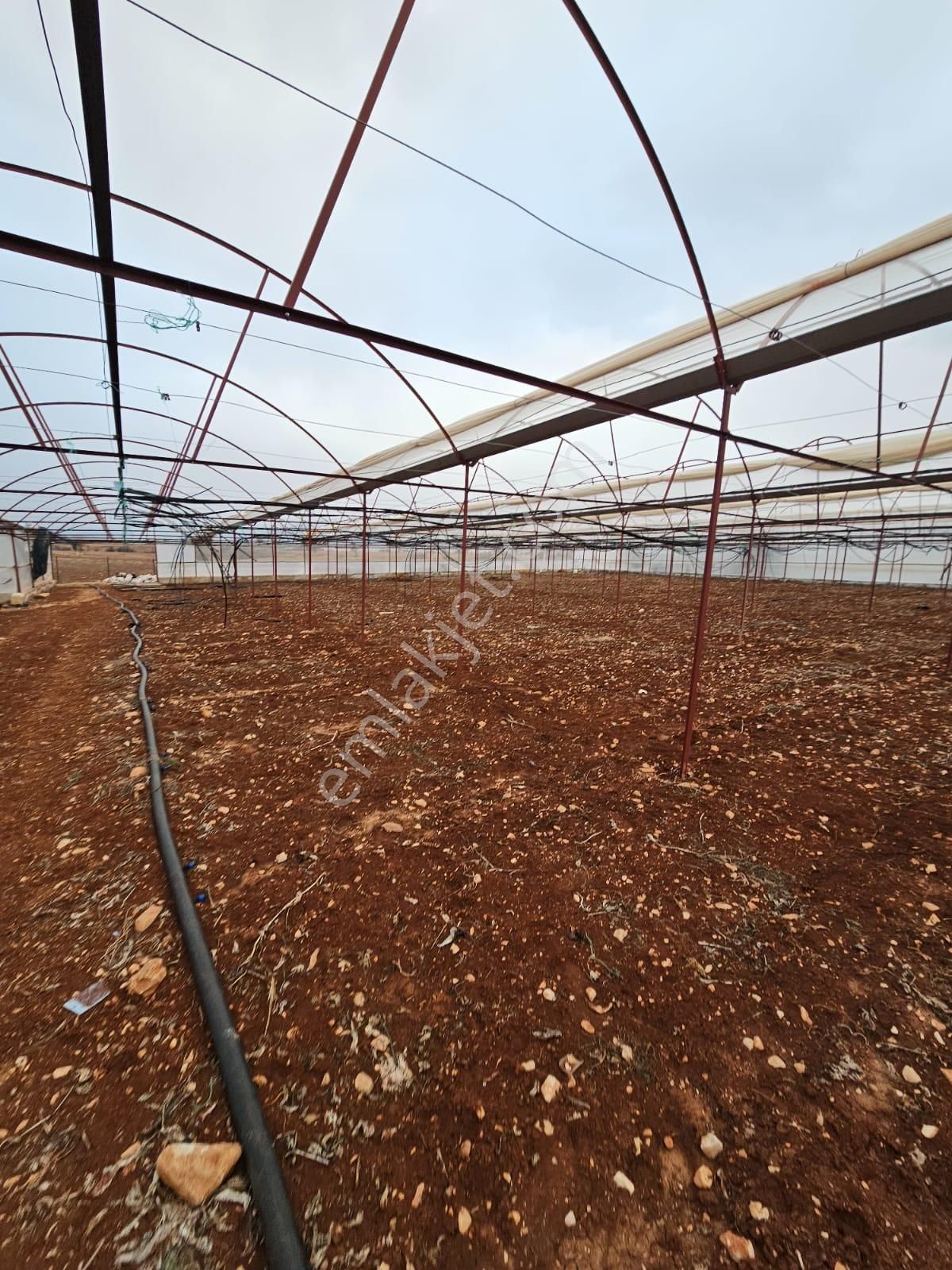 Antalya Elmalı Küçüksöğle Mah'de Elektriği, Sondajı Ve Yolu Bulunan 24.000m2 Satılık Kapalı Sera - Görsel 16