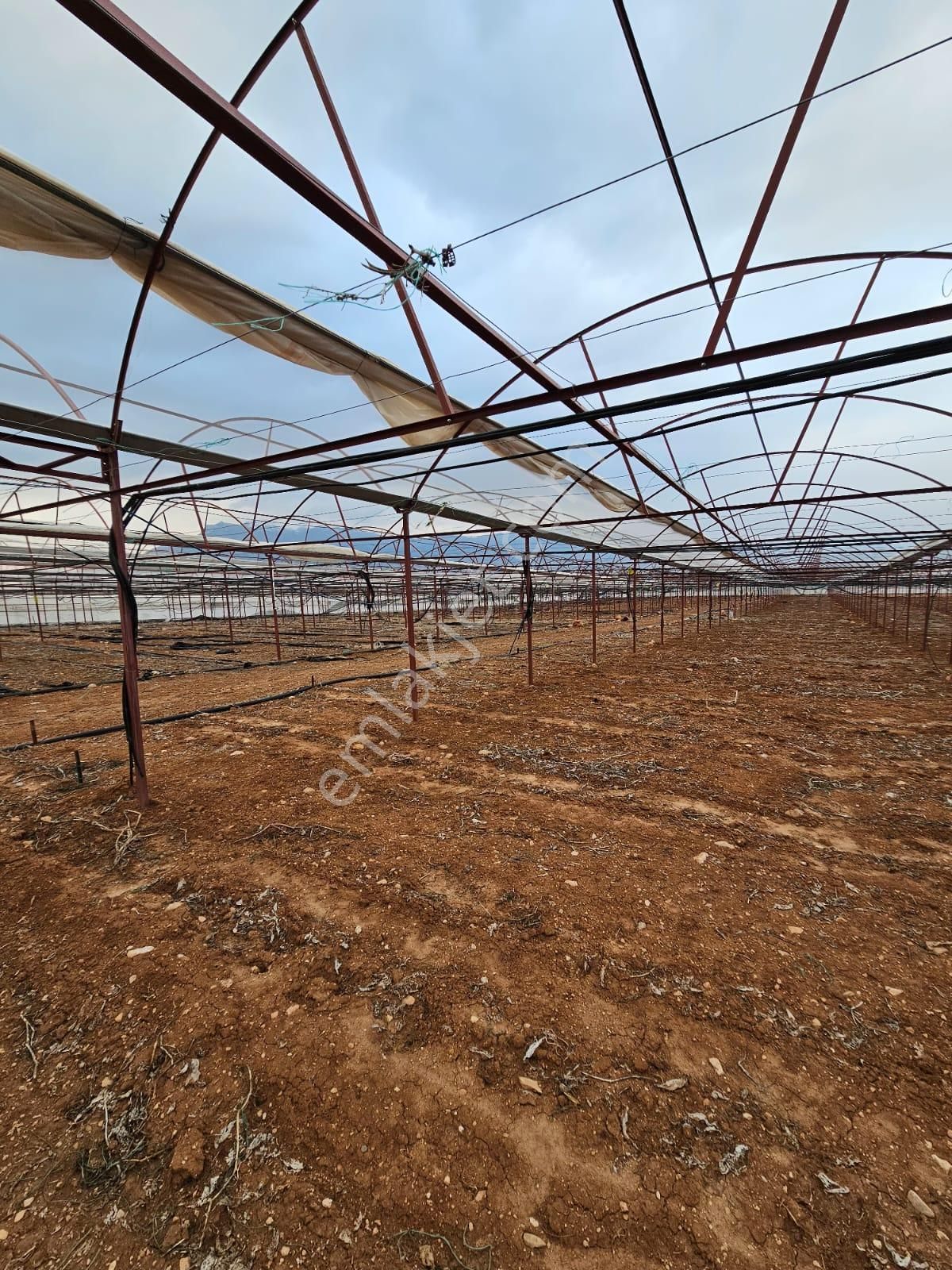 Antalya Elmalı Küçüksöğle Mah'de Elektriği, Sondajı Ve Yolu Bulunan 24.000m2 Satılık Kapalı Sera - Görsel 11