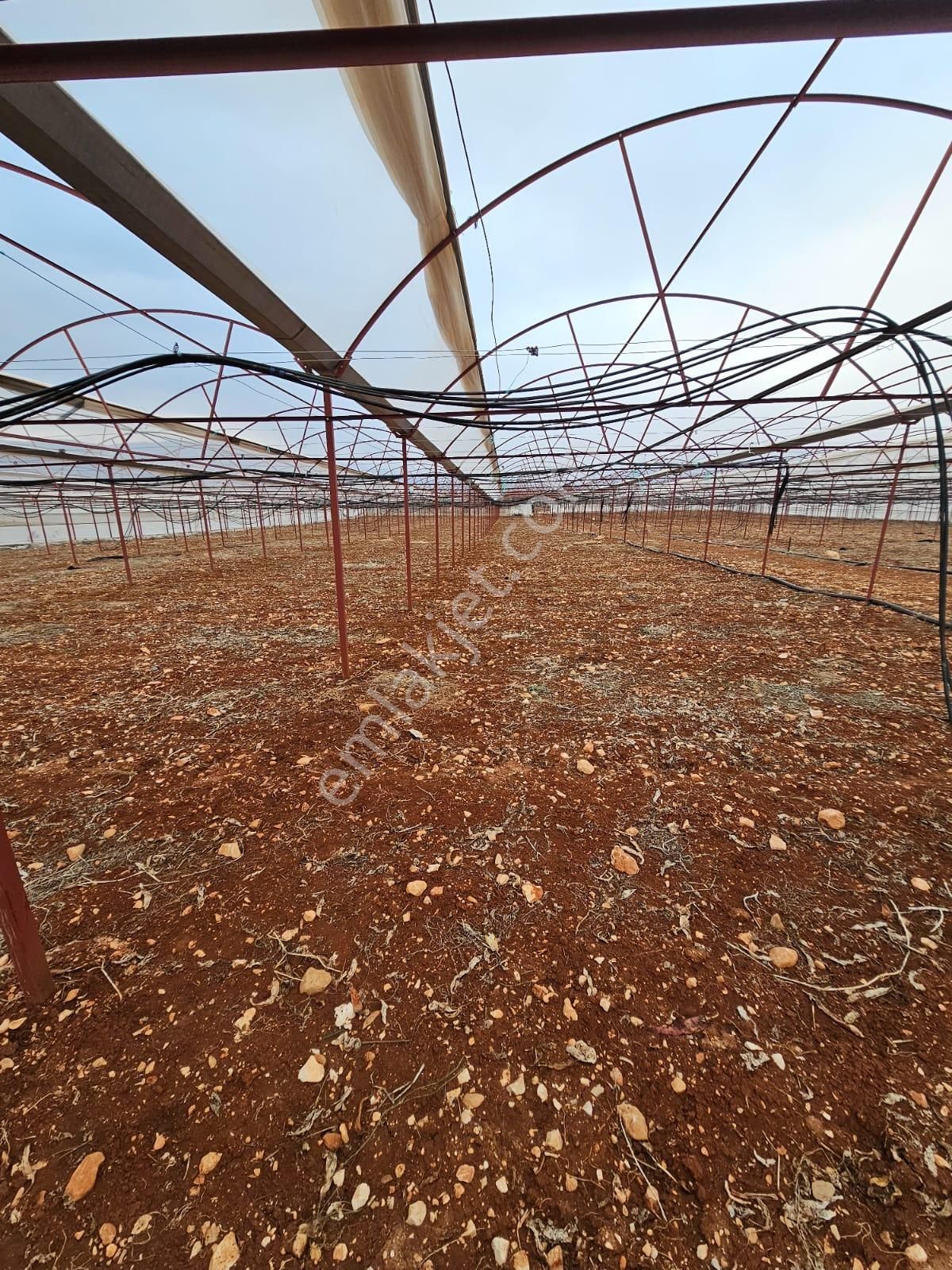 Antalya Elmalı Küçüksöğle Mah'de Elektriği, Sondajı Ve Yolu Bulunan 24.000m2 Satılık Kapalı Sera - Görsel 23