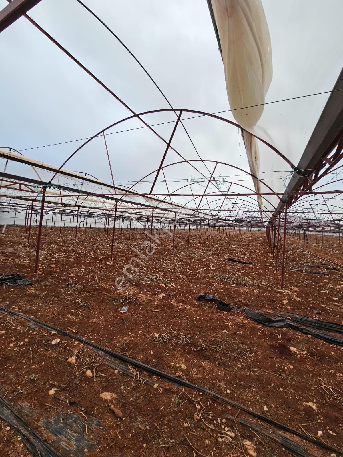 Antalya Elmalı Küçüksöğle Mah'de Elektriği, Sondajı Ve Yolu Bulunan 24.000m2 Satılık Kapalı Sera - Görsel 12