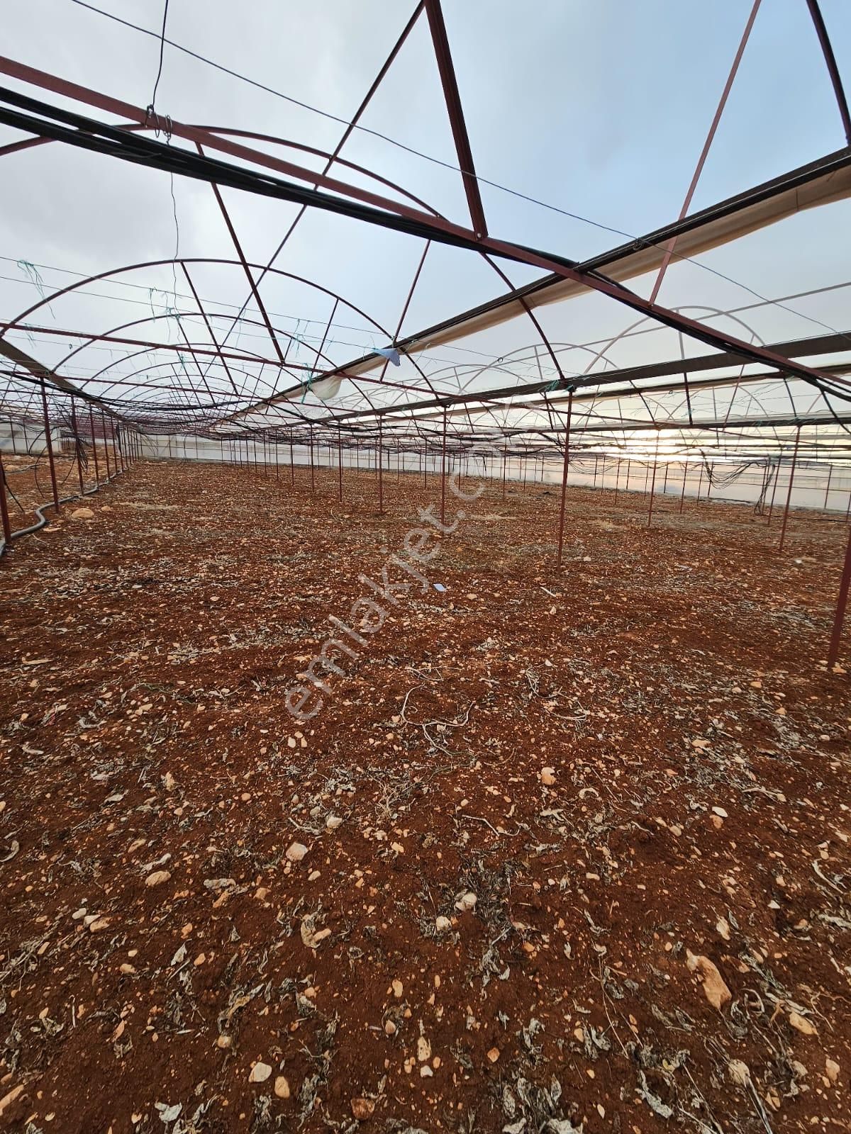 Antalya Elmalı Küçüksöğle Mah'de Elektriği, Sondajı Ve Yolu Bulunan 24.000m2 Satılık Kapalı Sera - Görsel 24