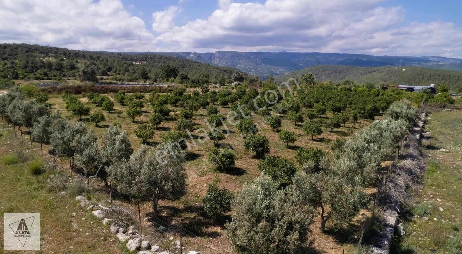 Erdemli Kösbucağı Satılık Tarla Deniz Manzaralı Satılık Mandalina Bahçesi