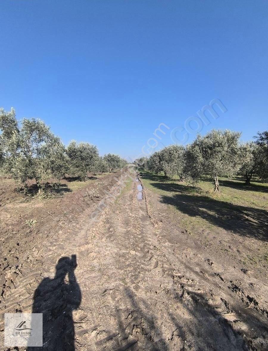 Akhisar Kapaklı Satılık Zeytinlik Elit Emlak'tan Satılık Kupon Zeytinlik