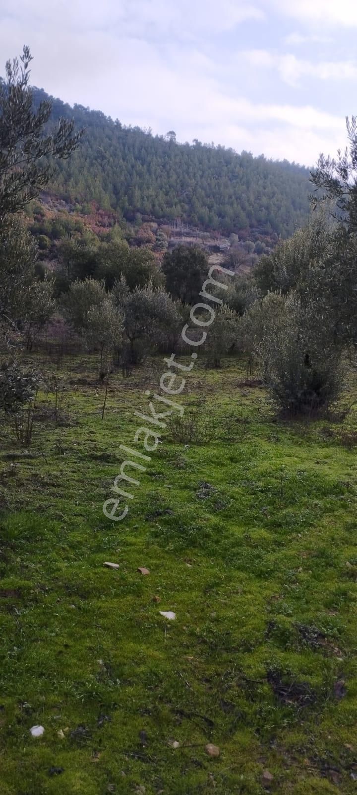 Yunusemre Avdal Satılık Zeytinlik Manisa Avdal Mah. Asfalta Sıfır Satılık Zeytinlik