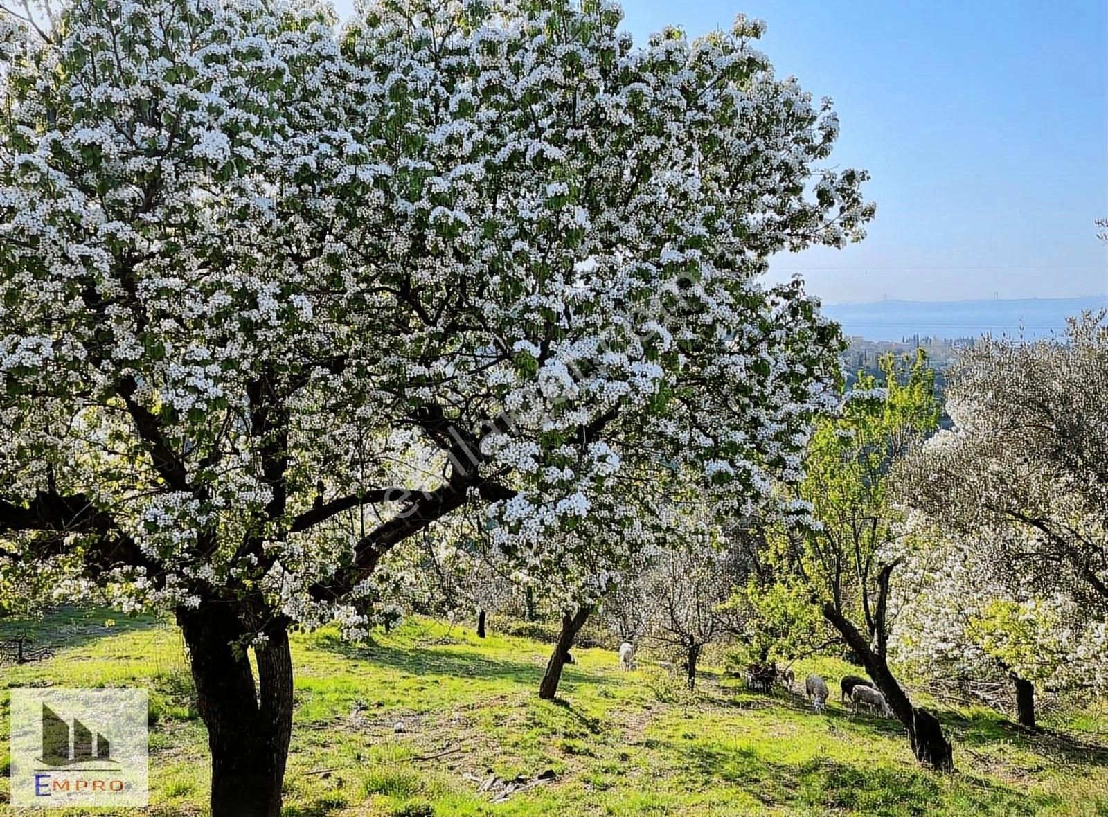 Karamürsel Kayacık Satılık Tarla Karamürsel Kayacikta 22,746 M2 Satılık Arazı