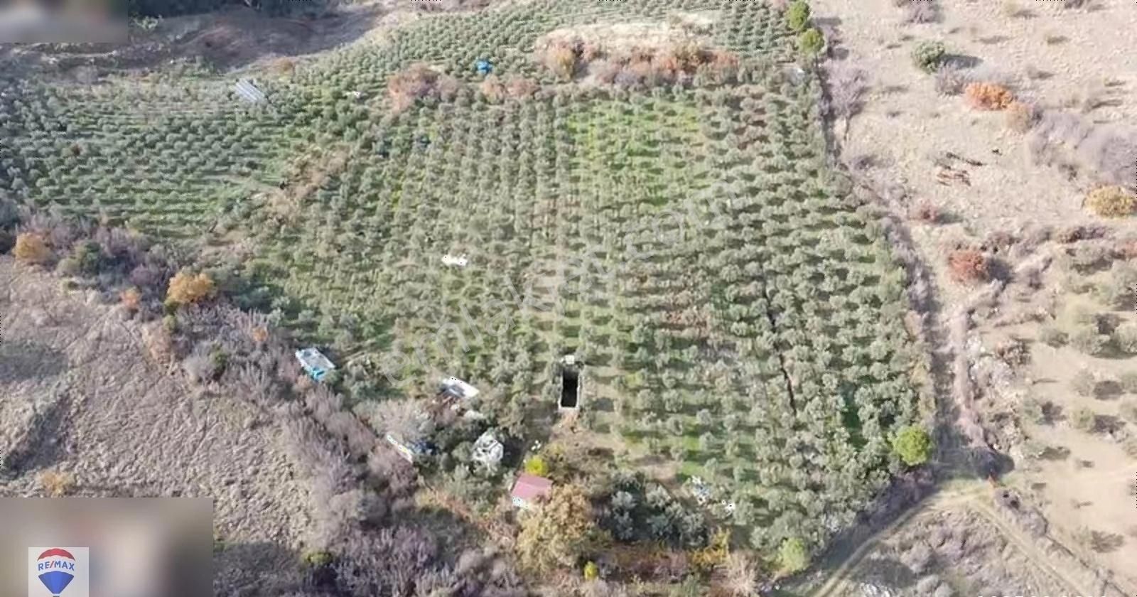 Dikili Yenice Satılık Zeytinlik Dikili Yenice Mahallesinde Bakımlı Zeytinlik