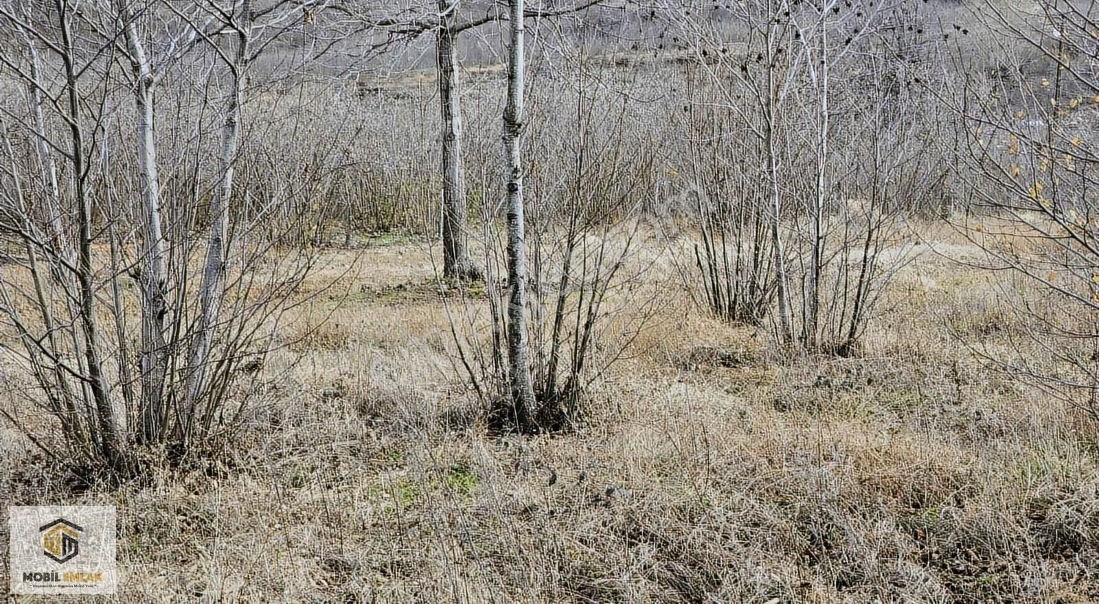 Fatsa Bolamanda 10.060 M2 Deniz Manz.düz Satılık Fındık Bahçesi - Görsel 16