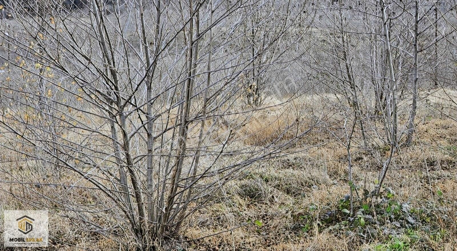 Fatsa Bolamanda 10.060 M2 Deniz Manz.düz Satılık Fındık Bahçesi - Görsel 21