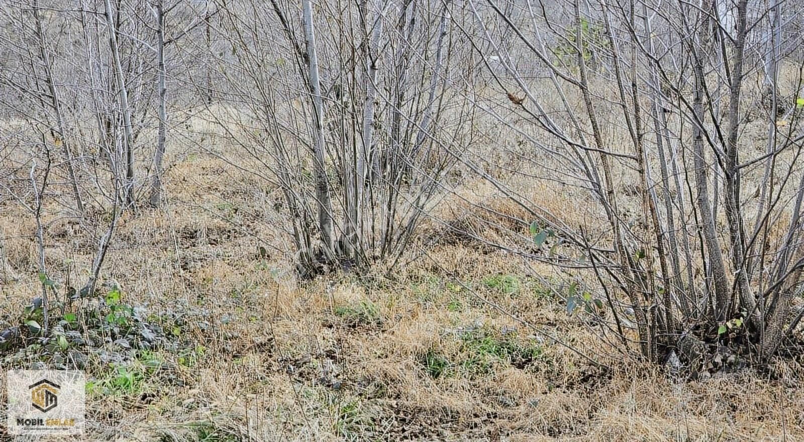 Fatsa Bolamanda 10.060 M2 Deniz Manz.düz Satılık Fındık Bahçesi - Görsel 18