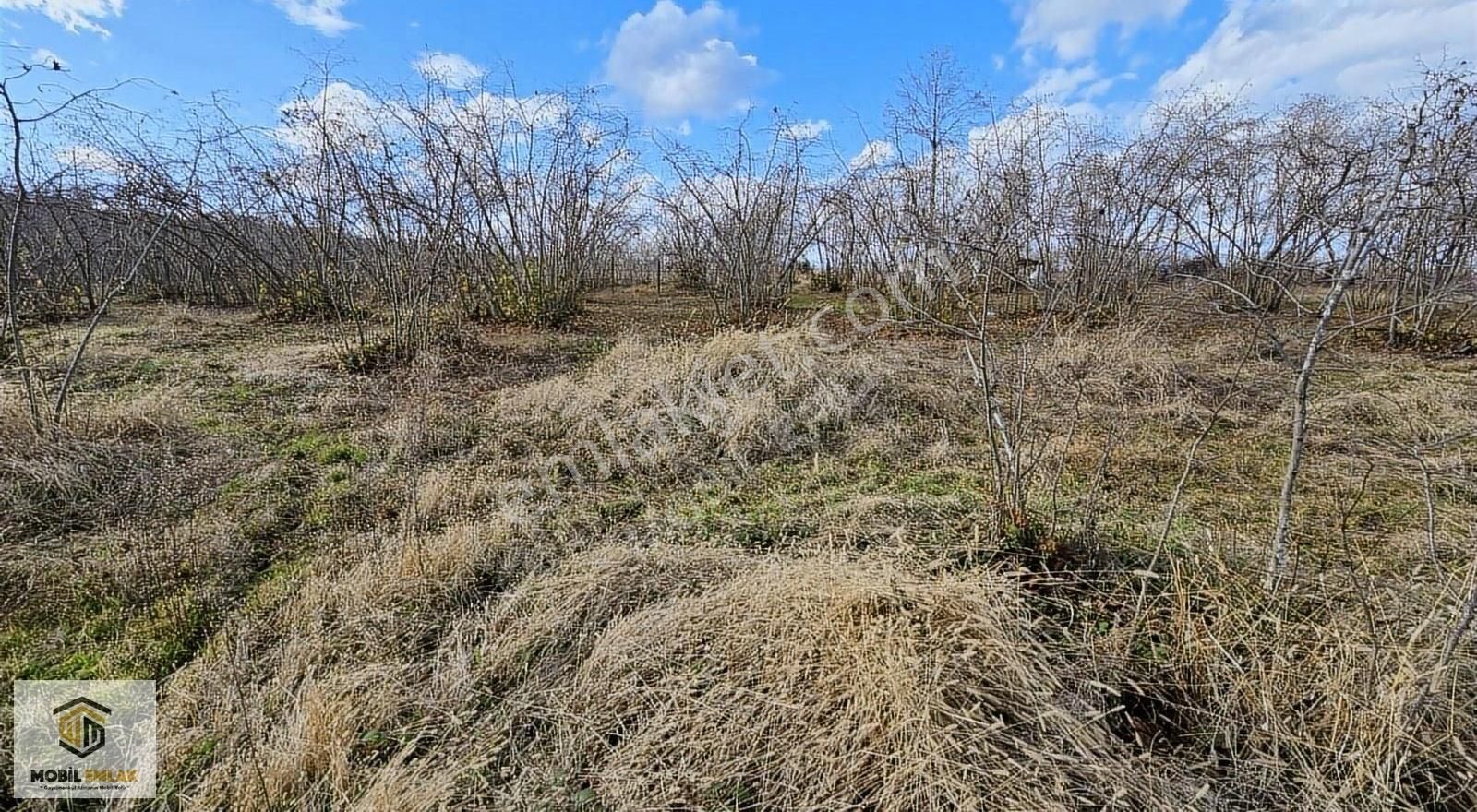 Fatsa Bolamanda 10.060 M2 Deniz Manz.düz Satılık Fındık Bahçesi - Görsel 3
