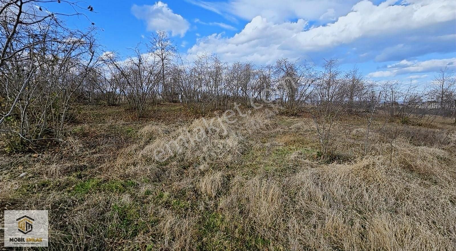 Fatsa Bolamanda 10.060 M2 Deniz Manz.düz Satılık Fındık Bahçesi - Görsel 6
