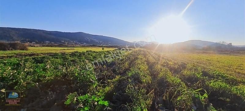 Milas Dörttepe Satılık Tarla Milas Dörttepe Köyünde Doğa Manzaralı Satılık Tarla