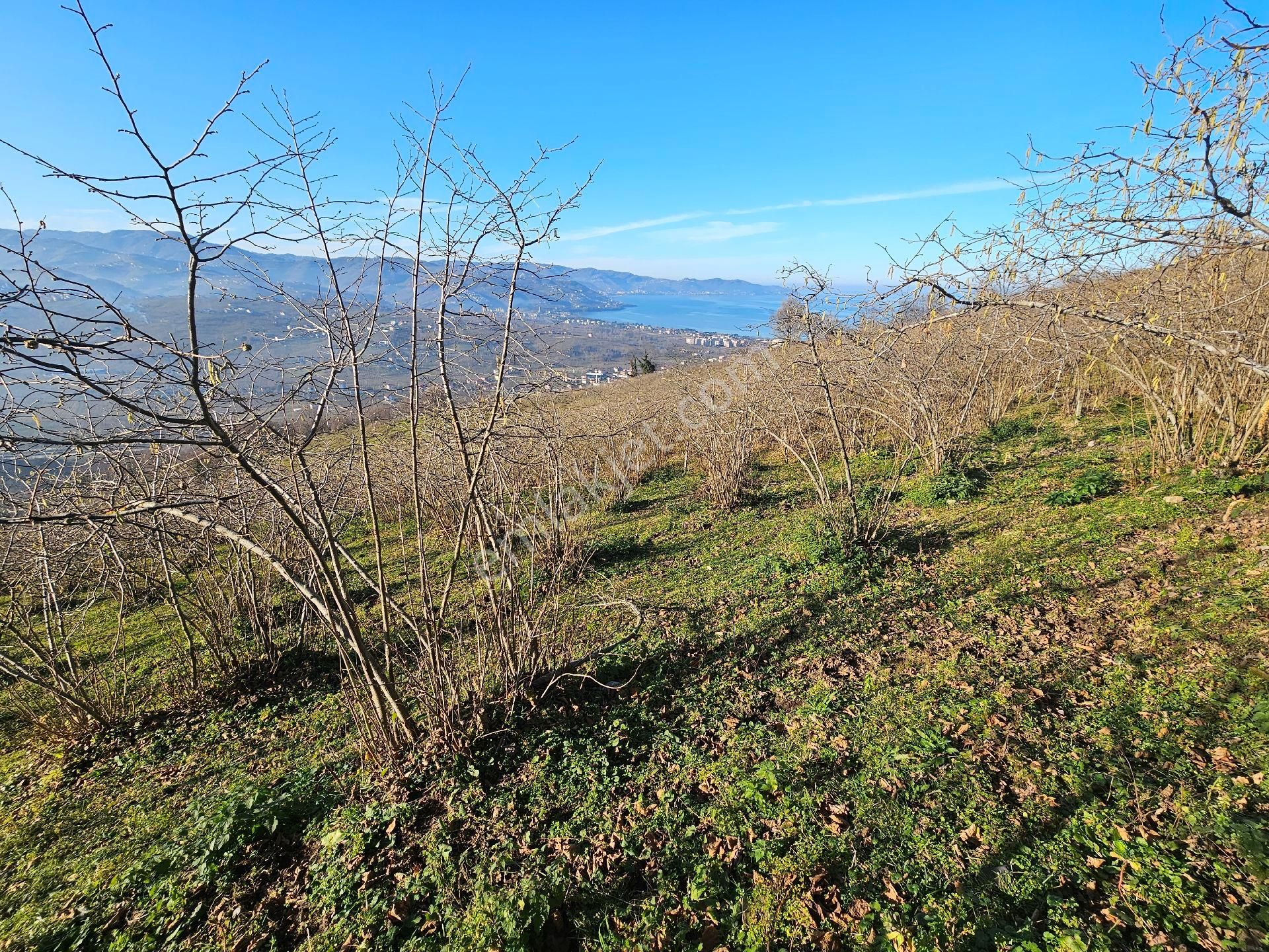 Altınordu Boztepe Satılık Bağ & Bahçe Boztepede 5.300 M² Deniz Manzaralı Bahçe Satılık