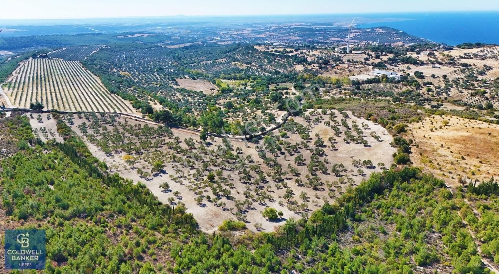 Çanakkale Merkez Erenköy Köyü (Merkez) Satılık Zeytinlik Çanakkale İntepe Köyünde 54 Dönüm Zeytinlik !