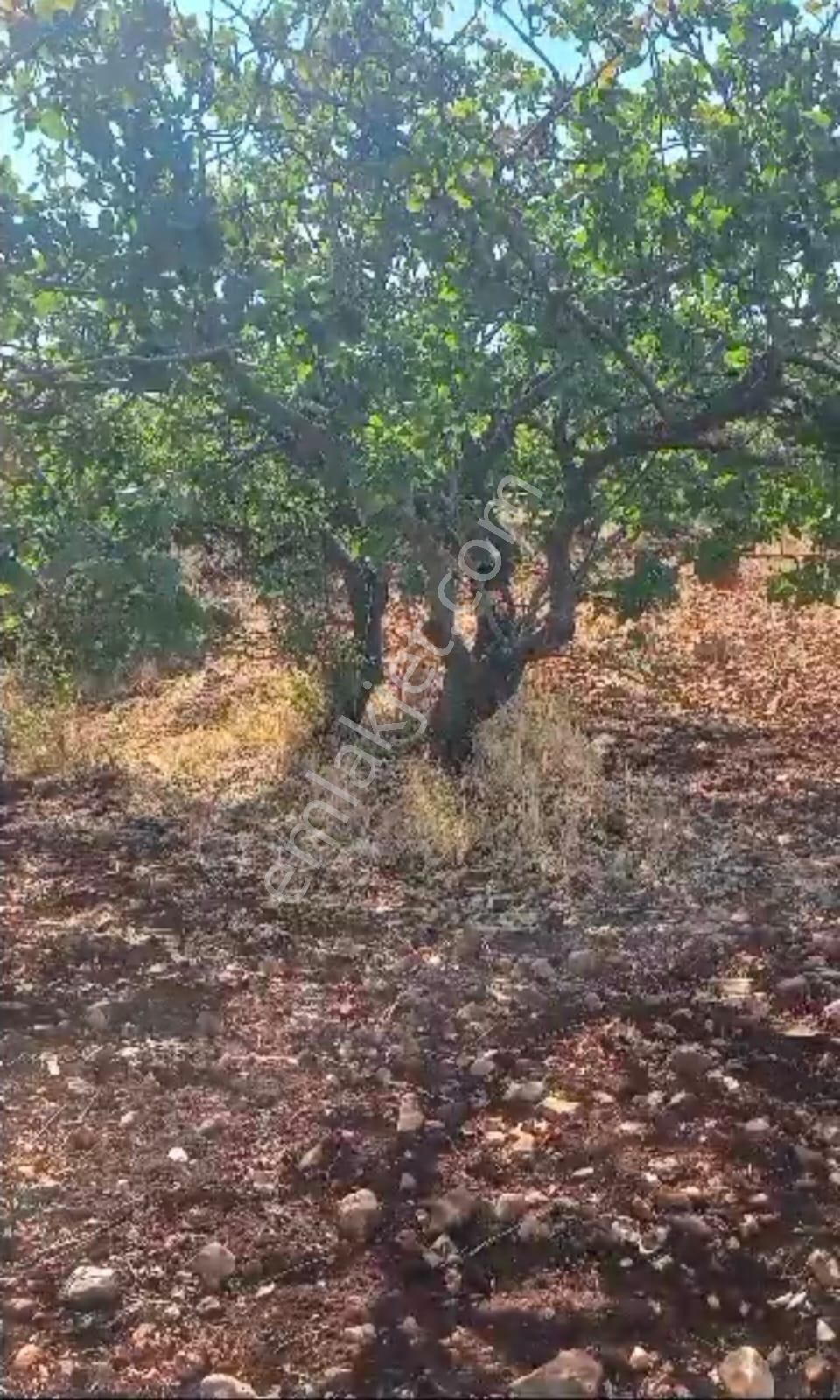 Şehitkamil Üçgöze Satılık Fıstıklık Fiyat Düştü Acill - Görsel 19