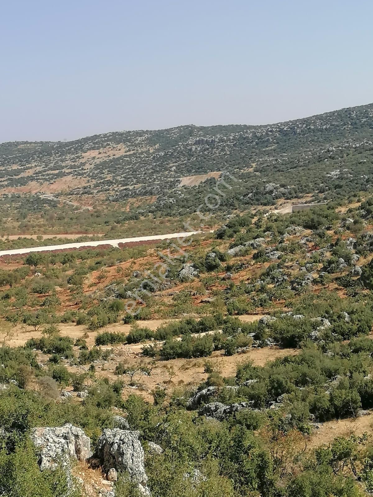 Şehitkamil Üçgöze Satılık Fıstıklık Fiyat Düştü Acill - Görsel 2