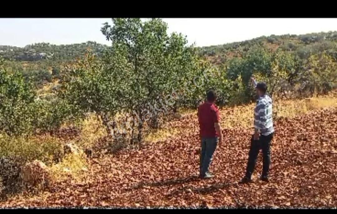 Şehitkamil Üçgöze Satılık Fıstıklık Fiyat Düştü Acill - Görsel 12