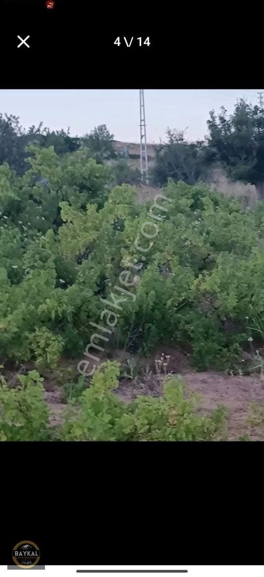Felahiye Alparslan Mahallesi'nde 863m2 Tek Tapu Bakımlı Bağ - Görsel 5