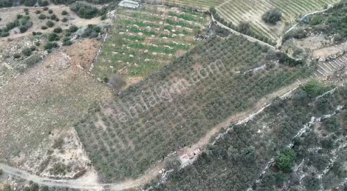 Arve'den Çelebili Köyünde Tüm Olanaklara Sahip Zeytinlik - Görsel 3
