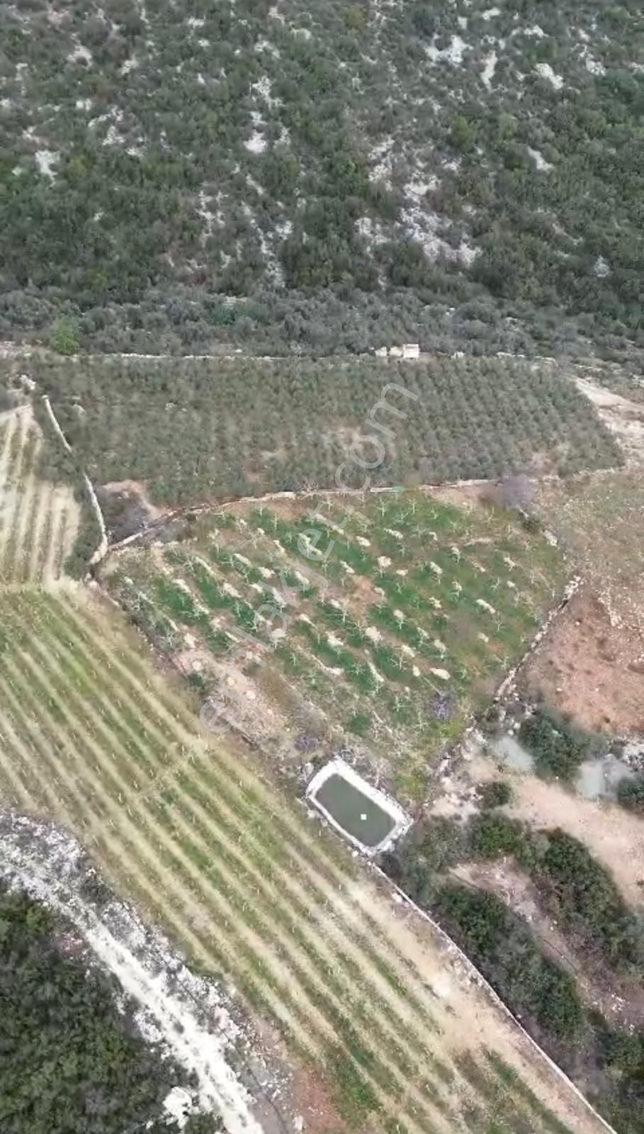 Arve'den Çelebili Köyünde Tüm Olanaklara Sahip Zeytinlik - Görsel 5