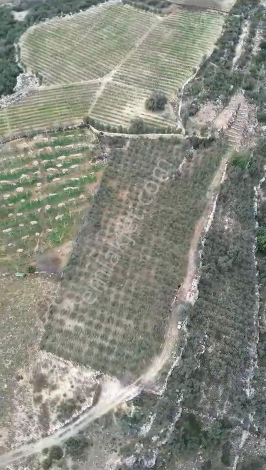 Arve'den Çelebili Köyünde Tüm Olanaklara Sahip Zeytinlik - Görsel 4