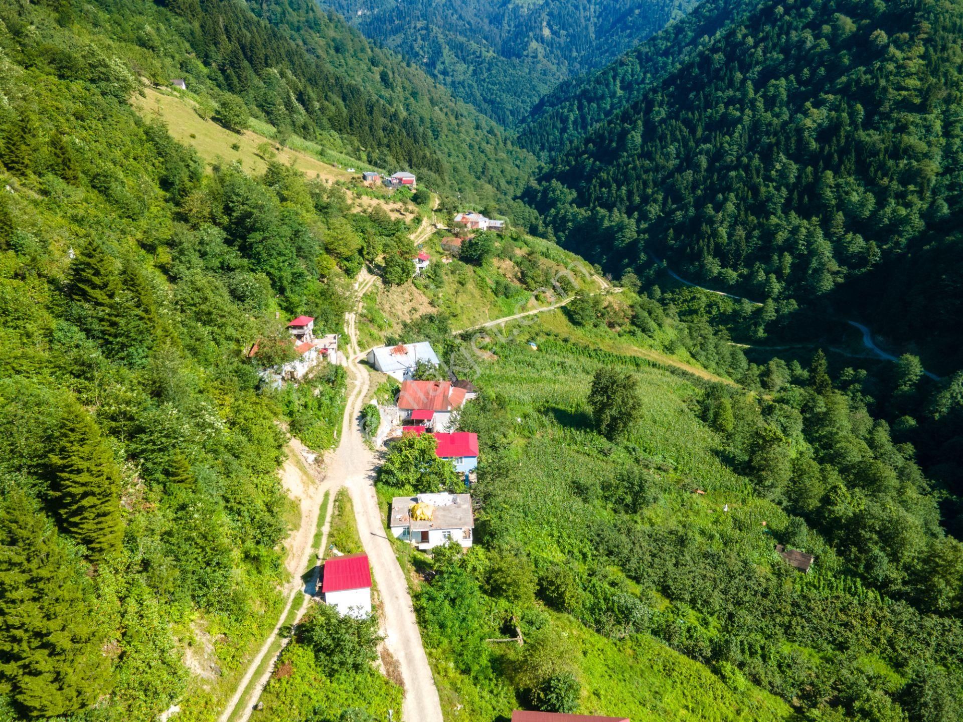 Çanakçı Kahraman Köyü (Tekdoruk) Satılık Konut İmarlı Yemyeşil Doğasıyla Giresun'da 1.299m² Köyiçi İmarlı Uygun Fiyata