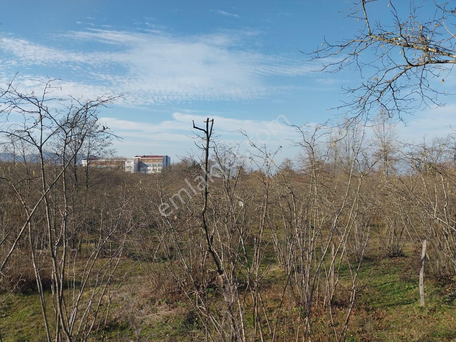 Fatsa Bolaman Mah. Güvercinlik Mevkiinde Deniz Manzaralı Satılık Fındık Bahçesi - Görsel 14