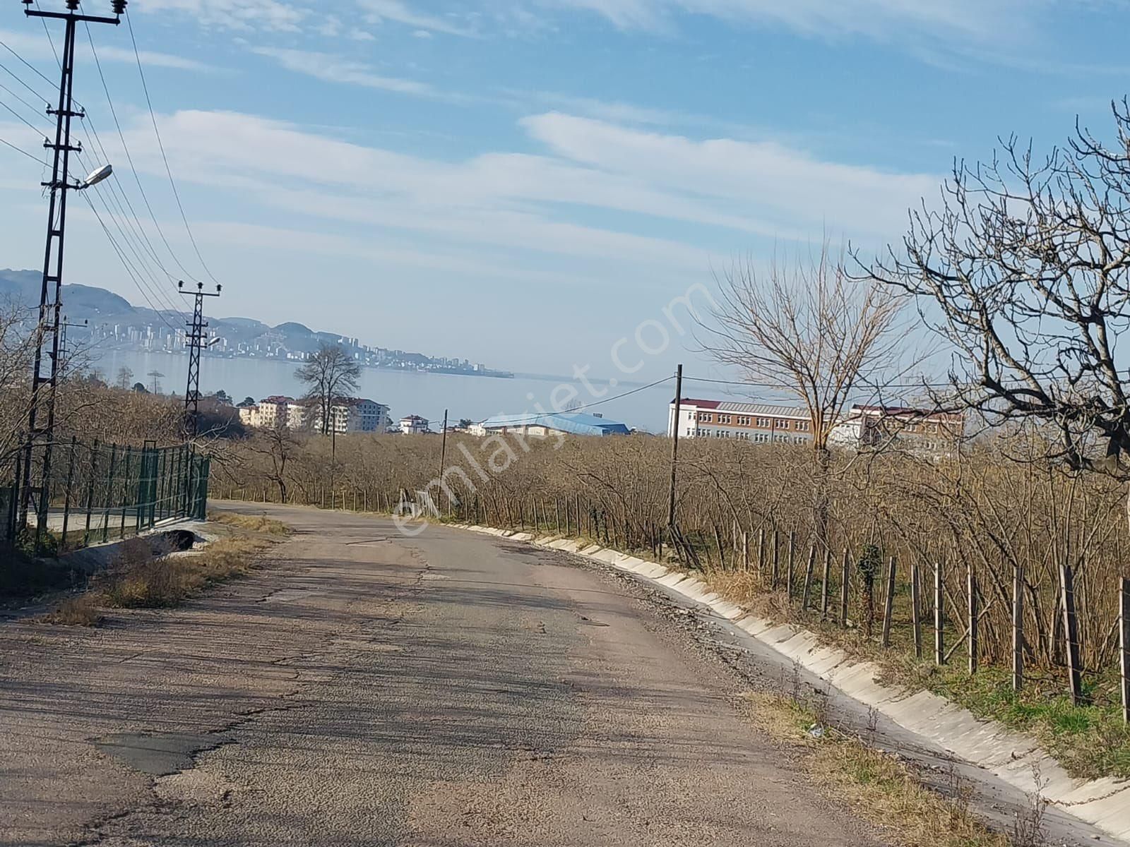 Fatsa Bolaman Mah. Güvercinlik Mevkiinde Deniz Manzaralı Satılık Fındık Bahçesi - Görsel 3
