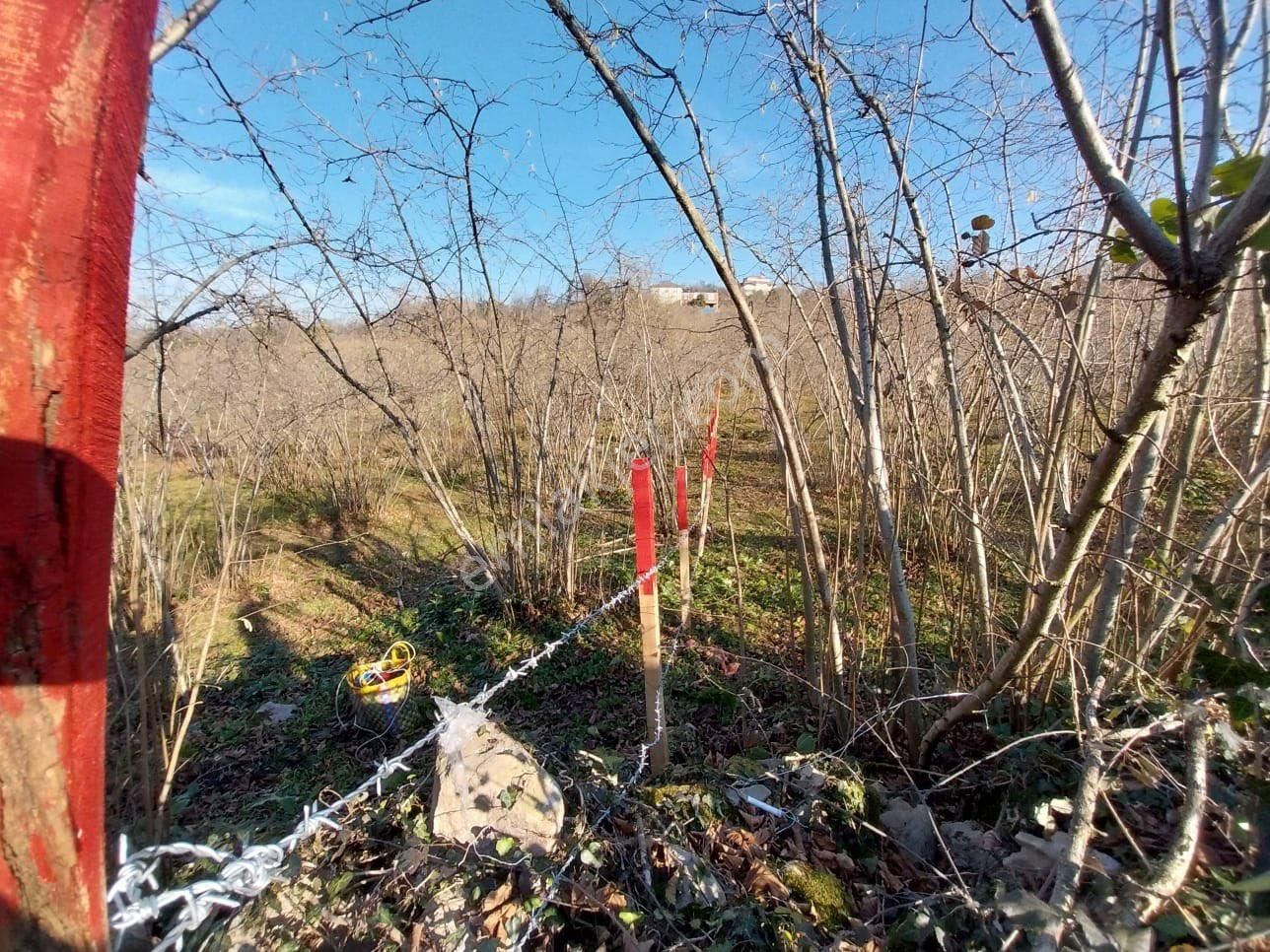 Fatsa Bolaman Mah. Güvercinlik Mevkiinde Deniz Manzaralı Satılık Fındık Bahçesi - Görsel 18