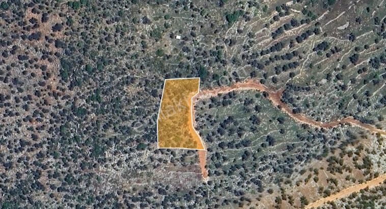 Kw Murat Taştan’dan ; Frenk Koyuna Yürüme Mesafesinde Zeytinli Tarla - Görsel 4