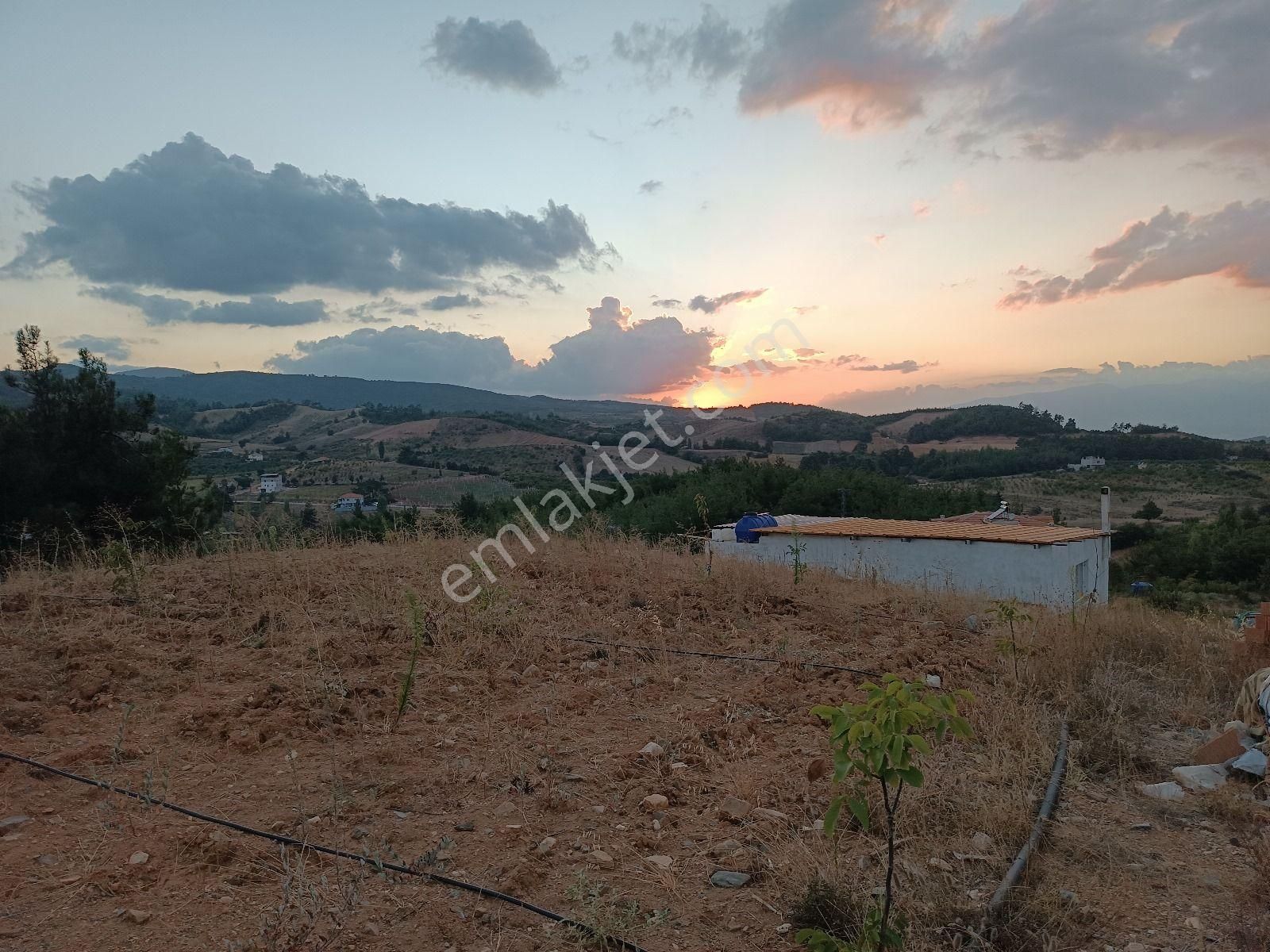 Turgutlu Güney Satılık Tarla Güney Köyünde Satılık Meyve Tarlası