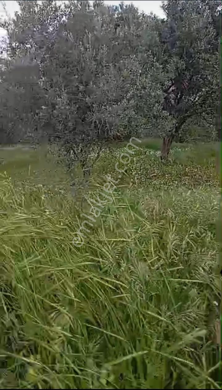 Saiplerde Köşe Parsel/üzüm Bağı Ve Zeytinlik - Görsel 4