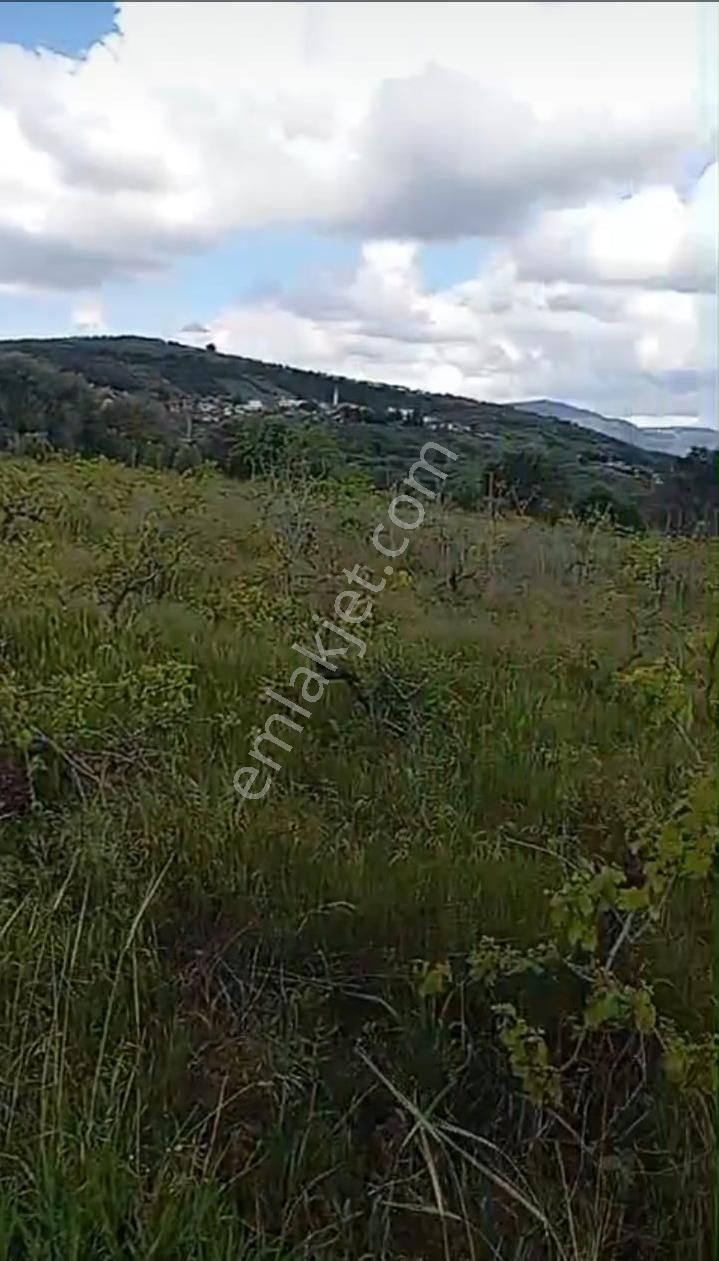 Saiplerde Köşe Parsel/üzüm Bağı Ve Zeytinlik - Görsel 3