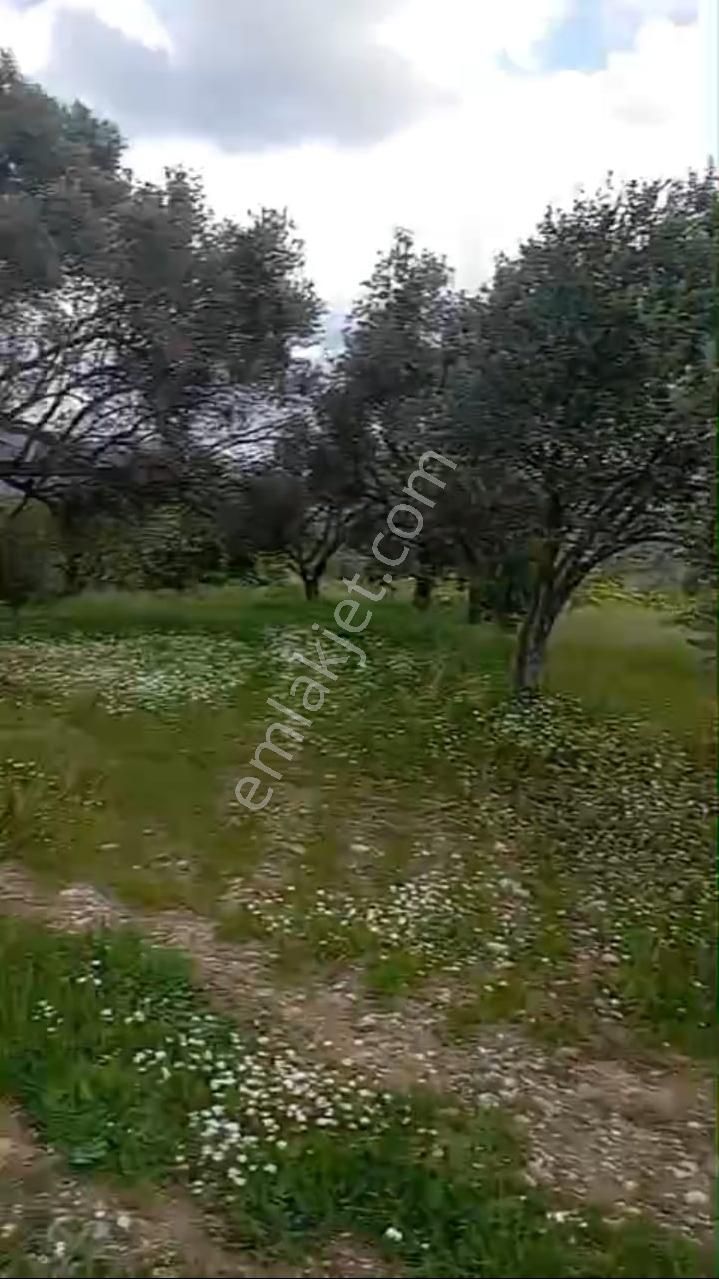 Saiplerde Köşe Parsel/üzüm Bağı Ve Zeytinlik - Görsel 2