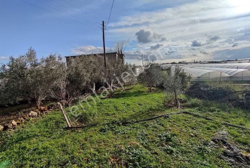 Aksu Topallı Satılık Bağ & Bahçe Antalya Aksu Topallı’da Satılık Kupon Bahçe