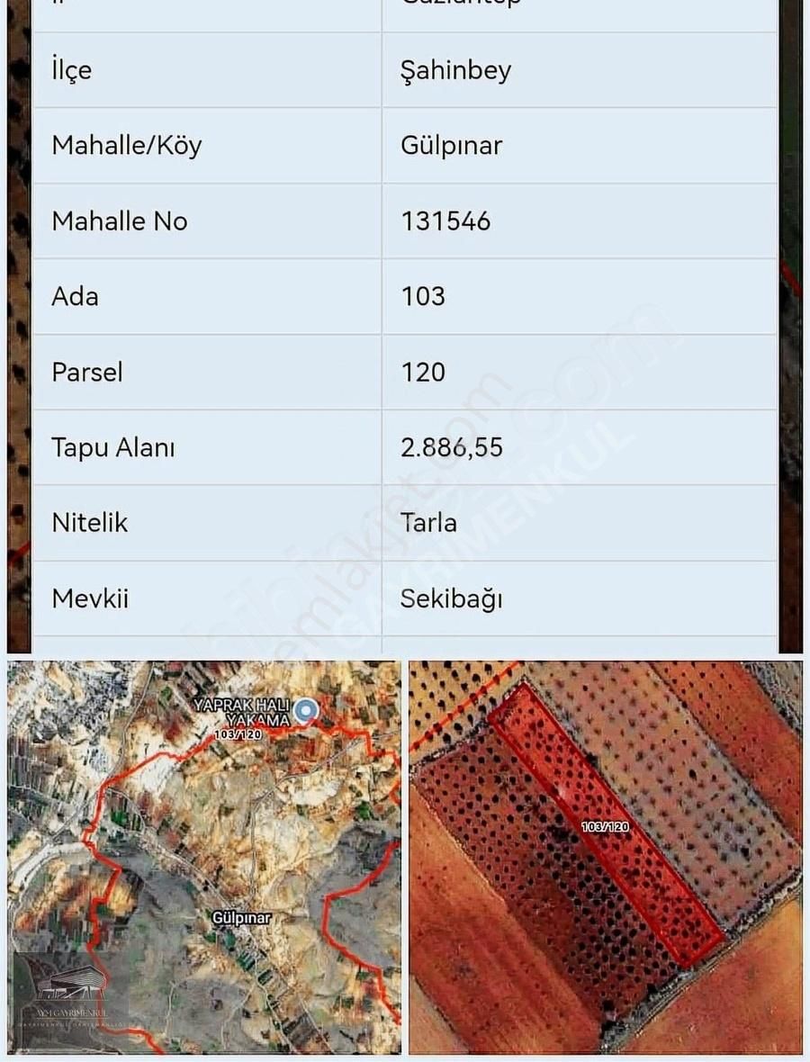 Şahinbey Gülpınar Satılık Tarla Gülpınarda Fırsat Tek Tapu Bağ Evlik Arazi
