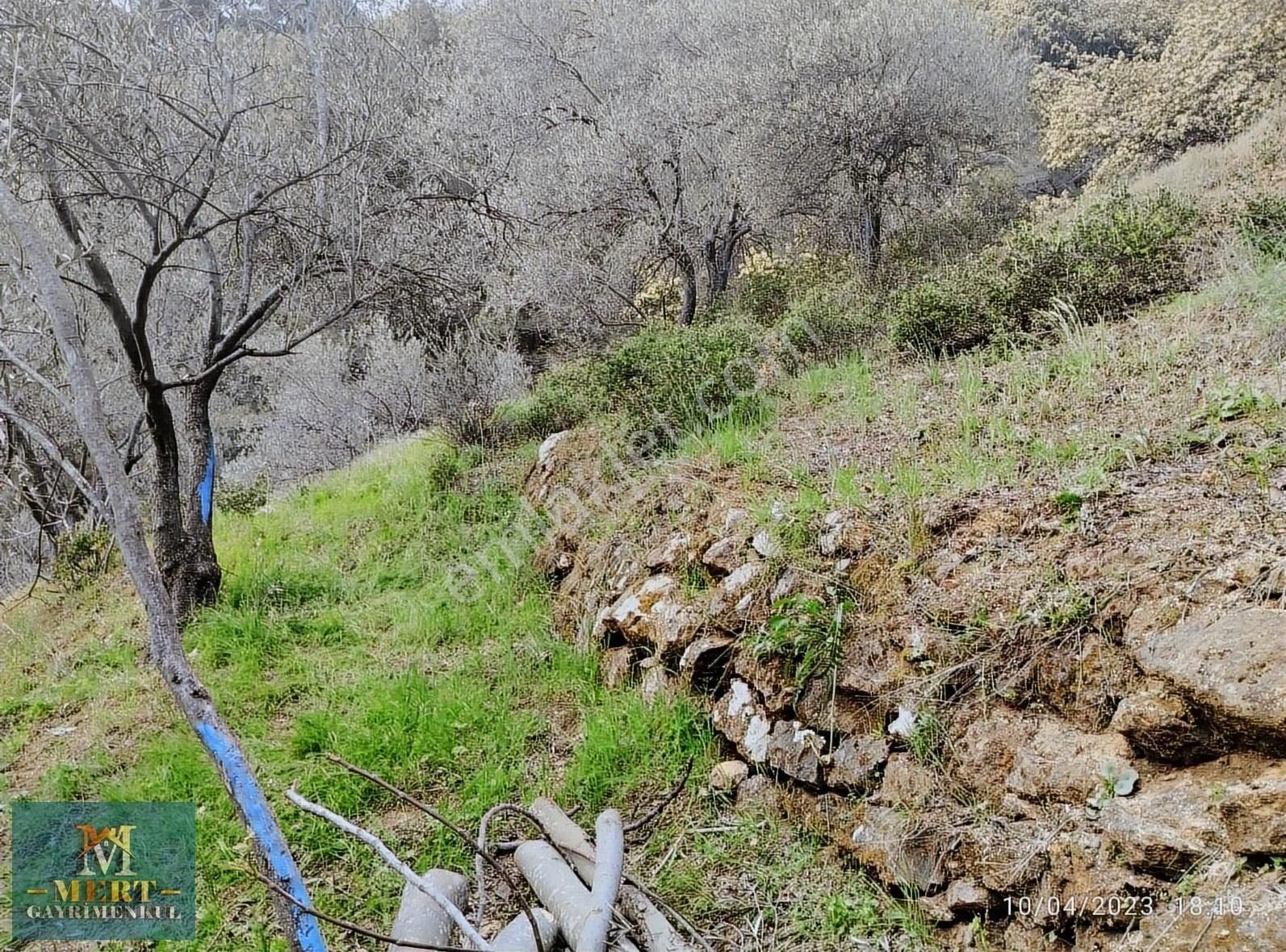 Çanakkale Ayvacık Satılık Zeytinlik Çanakkale Ayvacik Nusratlı Köyünde Zeytinlik