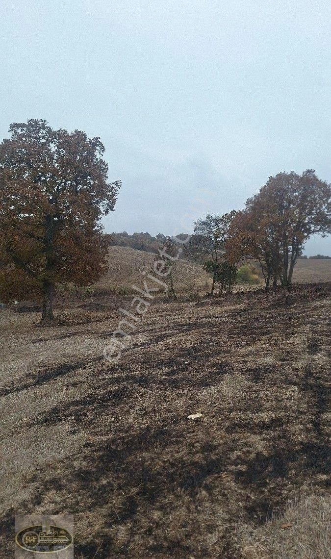 Gönen Paşaçiftlik Satılık Bağ & Bahçe Gonen Pasaciftlik Te Satilik Bağ.