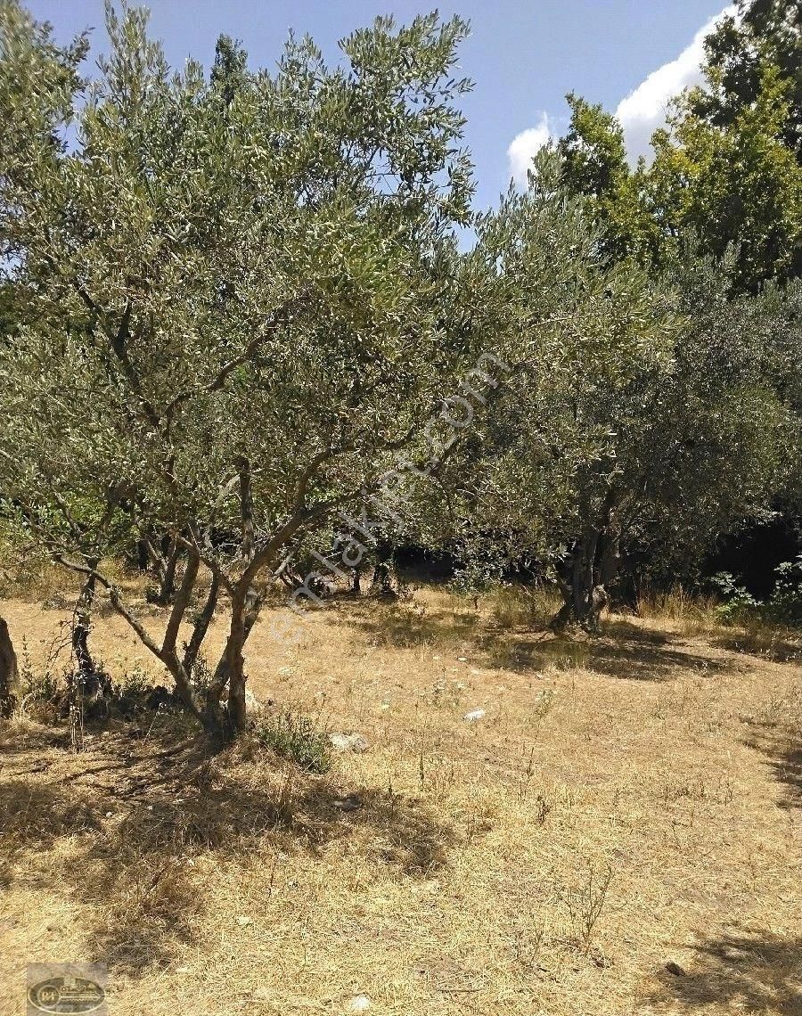 Erdek Atatürk Satılık Zeytinlik Erdek Atatürk Mahallesinde Erdek 'e 3km Olan Zeytinlik 6 Dönüm.