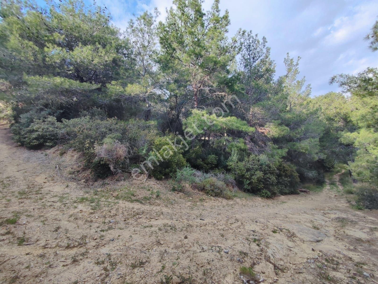 Kuşadası Soğucakta Villa İmarlıkose Konum Deniz Manzaralı 220m2 Arsa - Görsel 5