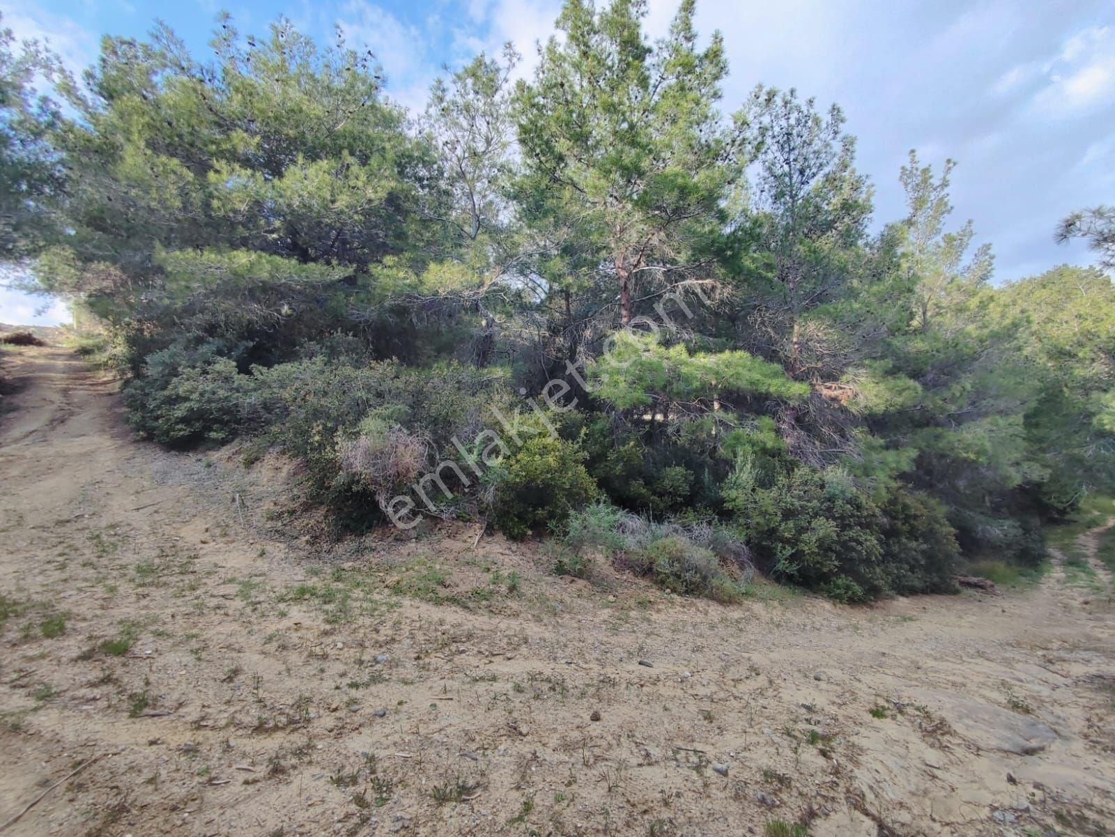 Kuşadası Soğucakta Villa İmarlıkose Konum Deniz Manzaralı 220m2 Arsa - Görsel 10