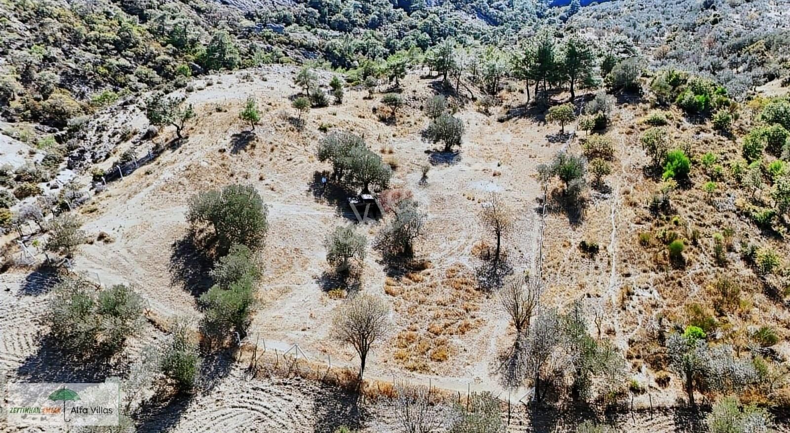 Çanakkale Ayvacık Satılık Zeytinlik Arıklı Köyü'nde Satılık Muhteşem Manzaralı Zeytinlik