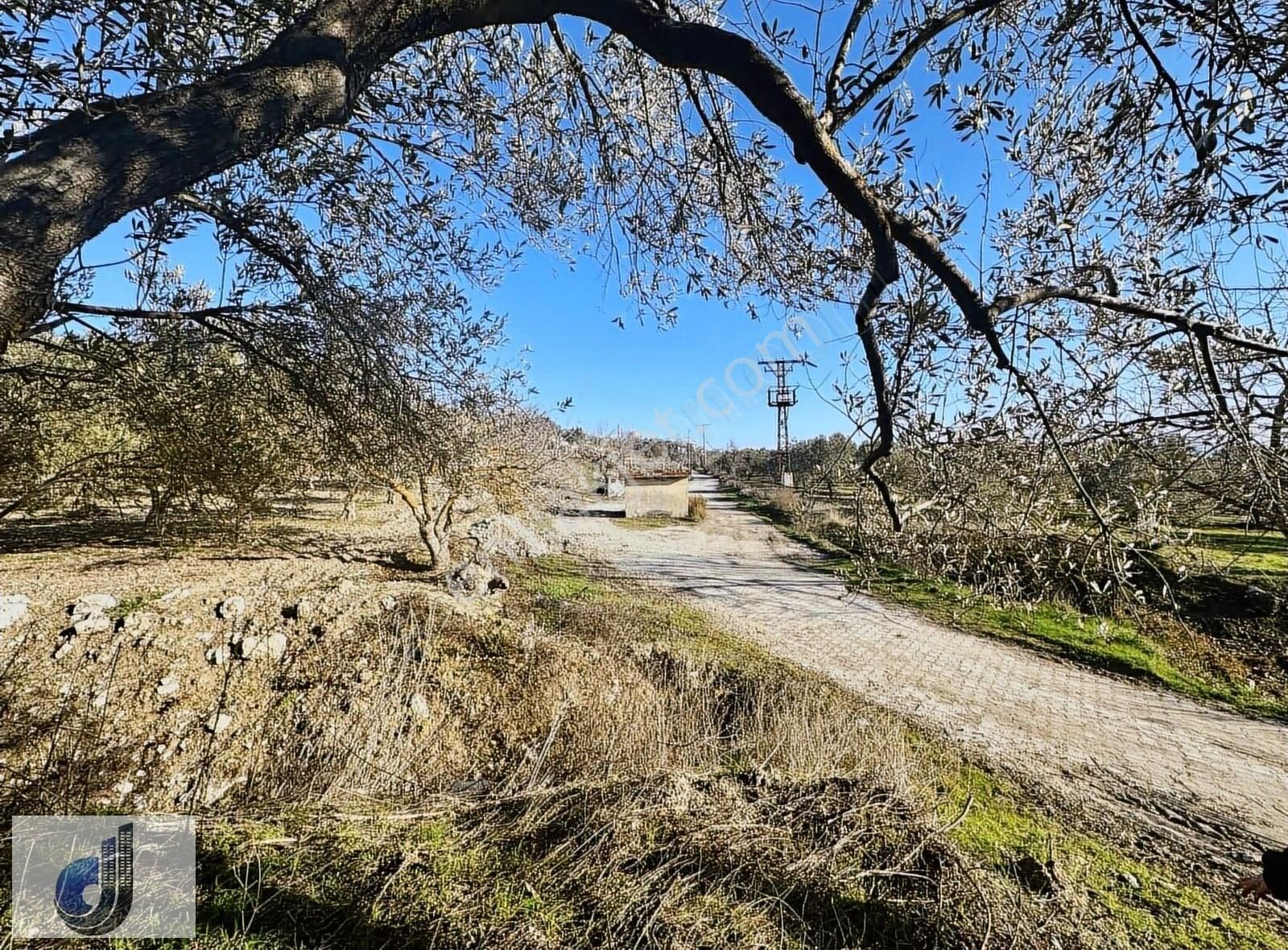 Soma Çavdır Satılık Tarla Çavdır Mahallesinde Satılık Zeytinlik