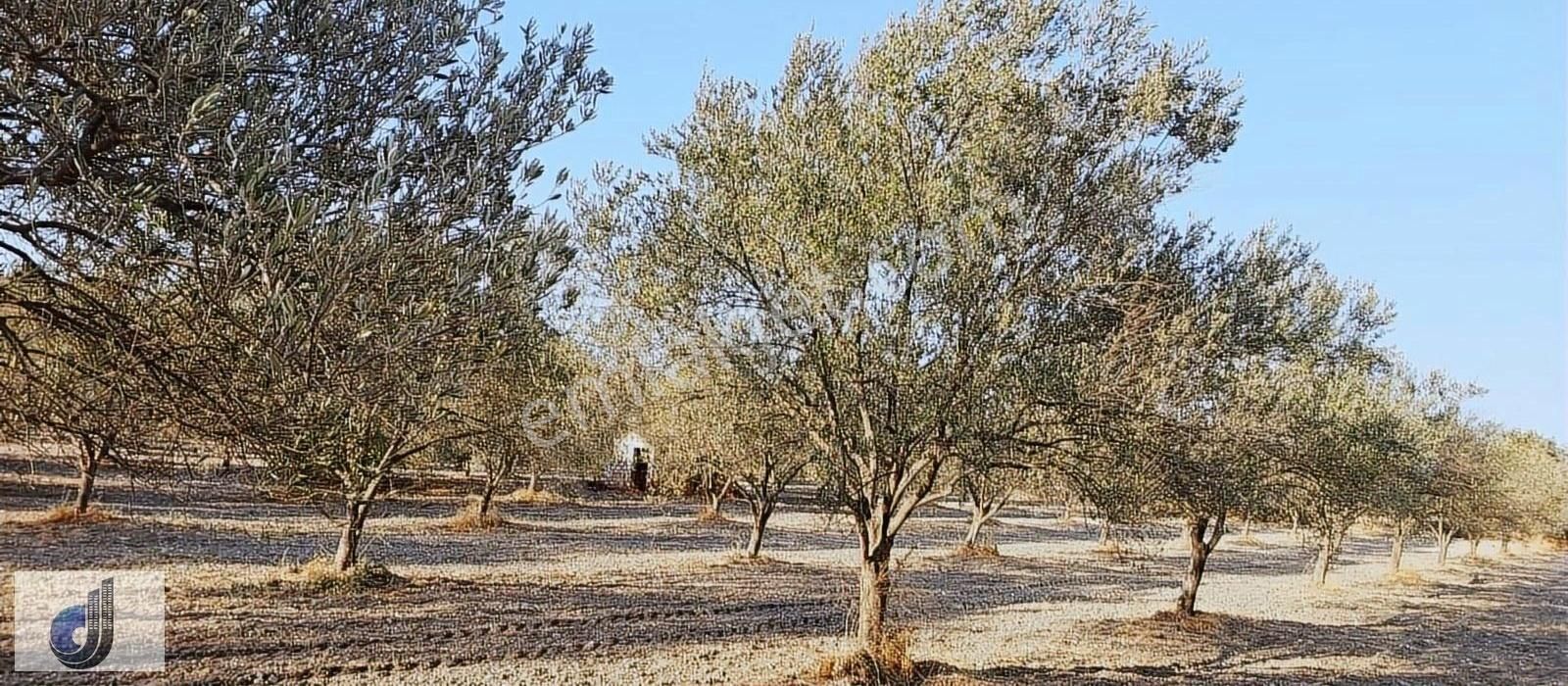 Soma Beyce Satılık Tarla Beyce Köyünde Satılık Zeytinlik