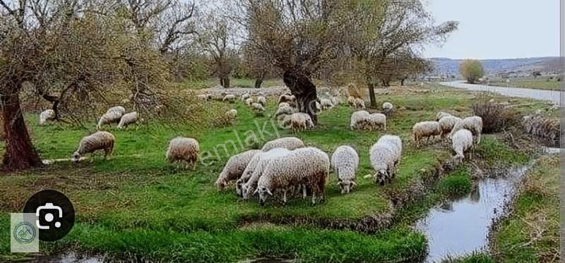 Çardak Söğütlü Satılık Tarla Denizli Çardak Söğüt Köyü'nde Yatırıma Hazır Sulanabilir Tarla!