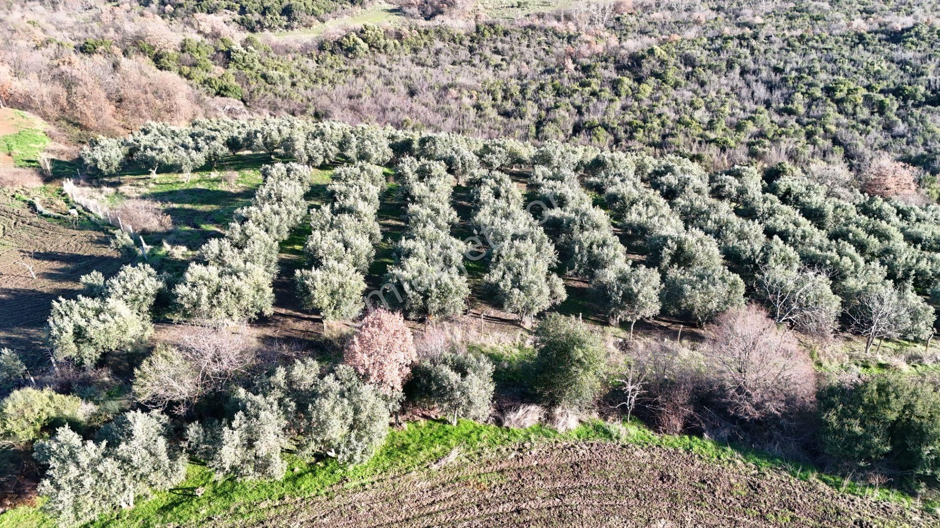 Gönen Kınalar Satılık Zeytinlik **üstün Gayrimenkul'den Denize 2 Km Uzaklıkta Köyiçi Zeytinlik**